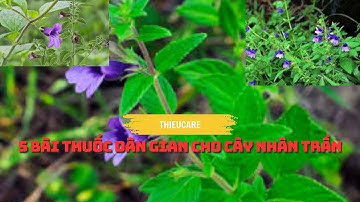 CÂY NHÂN TRẦN VỊ THUỐC MÁT GAN BẠN ĐỪNG BỎ QUA