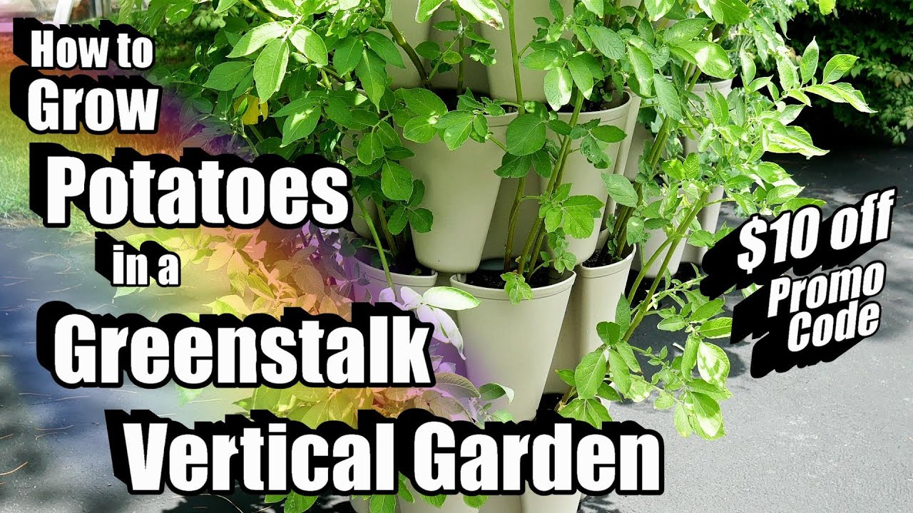How to Grow Potatoes in a Greenstalk Vertical Garden, Plant, Care