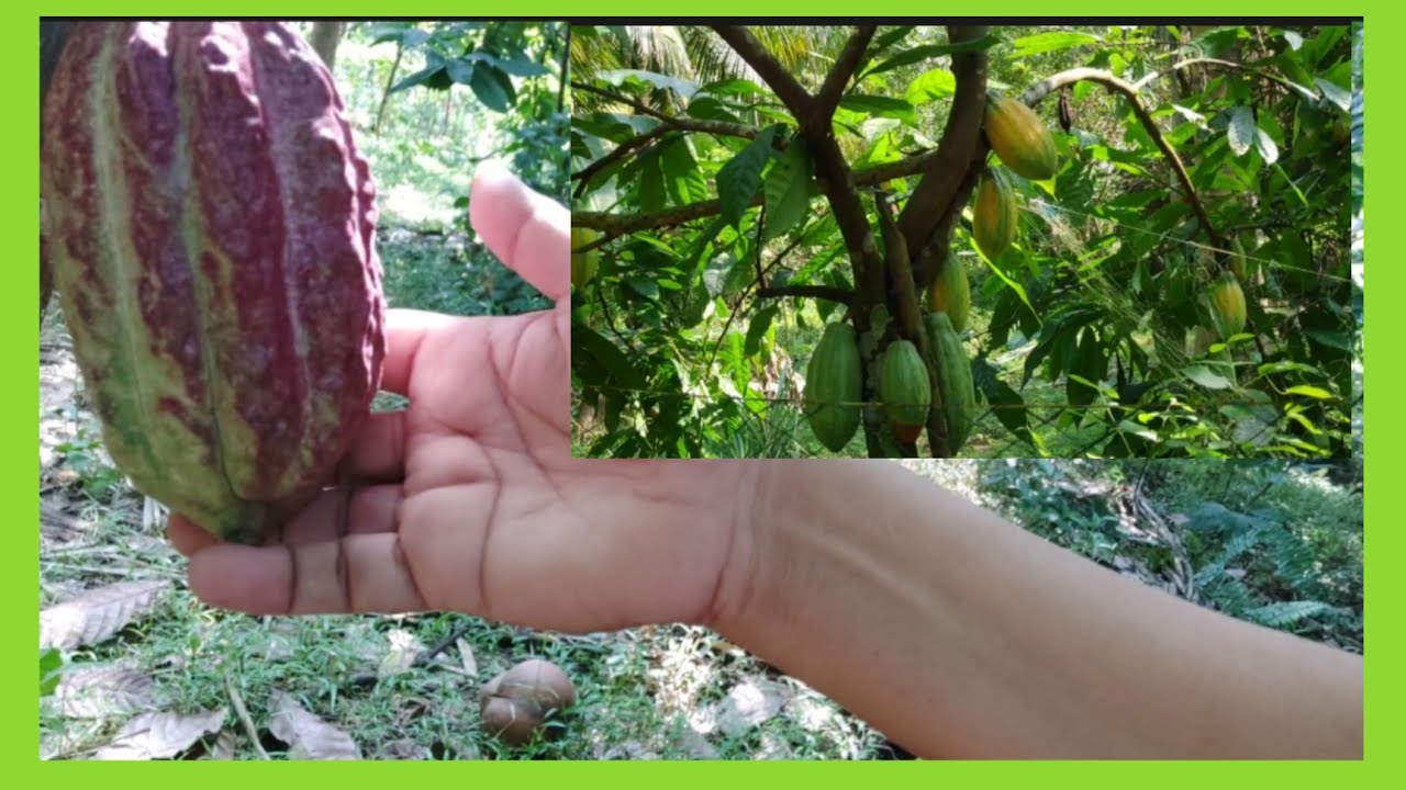 Ilan beses pwede magharvest Ng cacao SA isang taon