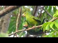 Brotogeris chrysoptera - tuipara-de-asa-dourada - Golden-winged Parakeet