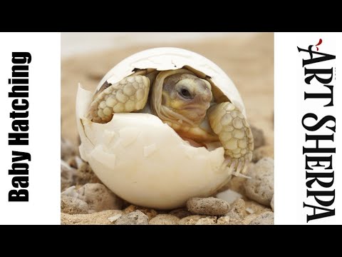 Hatching Baby Turtle   Animal Acrylic Painting  Technique Tutorial Step by Step  #AcrylicTutorial