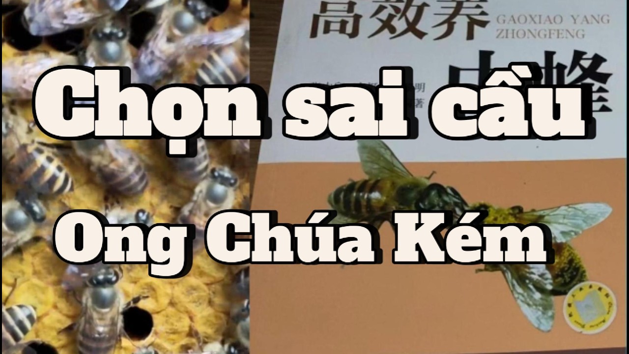 90% người Tạo ong chúa sai ngay ở bước chọn đàn