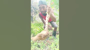 Harvesting cassava part 683 #shorts #farming #cassava #nature  #cassavaroots #cassavafarming