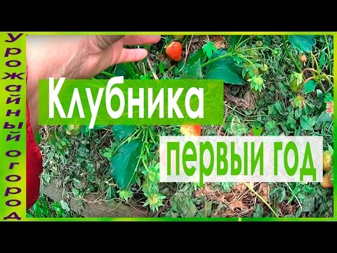 Вопрос: Дает ли урожай клубника, которая была пересажена в том году?