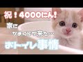 しらたま君のおトイレ事情…!おニューのトイレはかまくらw