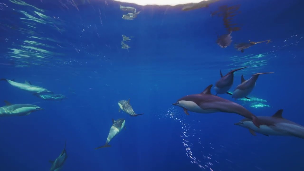 🐬 Dive into Tranquility: Meditative Dolphins at 432 Hz 🌊 - macOS Sonoma Video Wallpaper 4K 240FPS