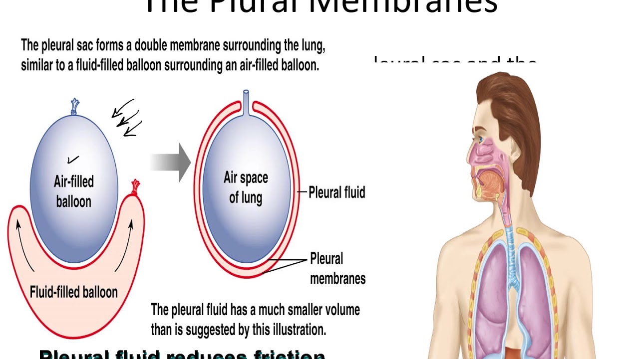 mechanics & pressure of breathing YouTube