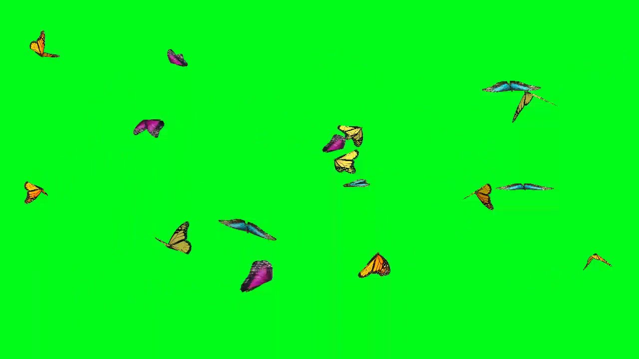 Kumpulan green screen kupu  kupu  indah berterbangan  YouTube