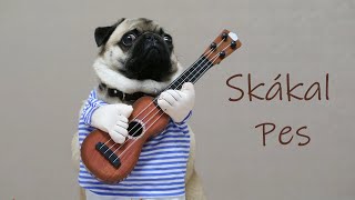 Skákal pes - české písničky pro děti | vílí písničky pro děti