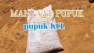 Benefits and functions of KCL fertilizer for oil palm plants