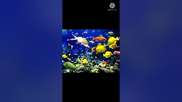 Connect 4 second term unit 7 This is Where I live lesson 1