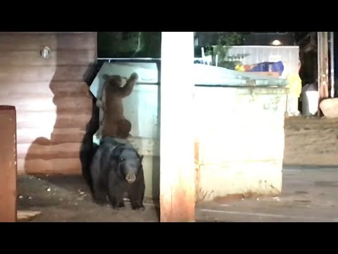 Video: Cuccioli Di Orso Ruidoso Del New Mexico Salvati Da Un Cassonetto - Salvataggio Di Cuccioli Di Orso