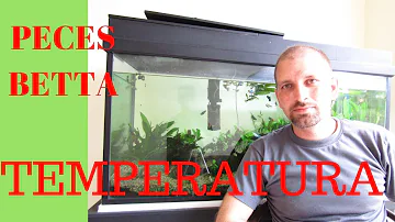 ¿Cuál es la mejor temperatura del agua para los peces betta?