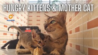 Mother Cat came back to breastfeed it's kittens by meowcat 419 views 1 year ago 6 minutes, 12 seconds