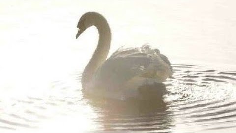 𖤐قرآن سورة : غافر - الايـه 39 #القارئ محمد صديق المنشاوي 𖤐𖤐.