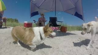 Fort De Soto Park's Dog Beach