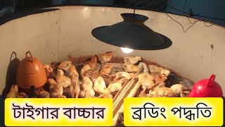১০০ টাইগার মুরগির বাচ্চার ব্রুডিং সিক্রেটস