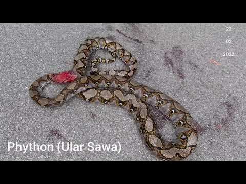 Python on road, Bukit Gambir, Penang Island. - YouTube
