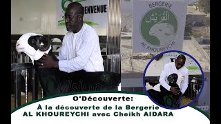 O'Découverte: A la découverte de la Bergerie AL KHOUREYCHI, avec Monsieur Cheikh AIDARA..