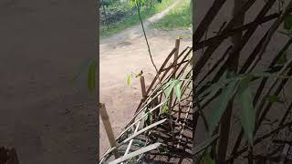 Dia Tau Kalo Di Intip Sogonsogok Ontong