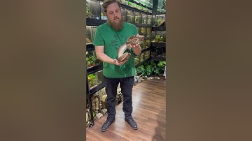 How big will a Ball Python get? #reptileshop #tucson #arizona #ballpython #snakes #reptiles #pets