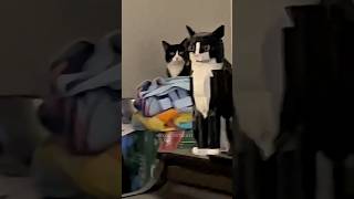 Which Is The Real Cat 😂