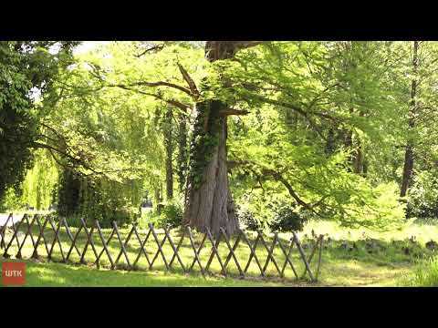 Wideo: Drzewo Mirabelkowe