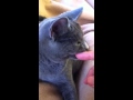 Chartreux cat giving cuddles and purring の動画、YouTube動画。