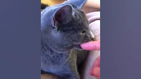 Watch the video about Chartreux cat giving cuddles and purring