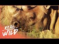 Animal Kingdom: Hyena And Rhino (Wildlife Documentary) | Real Wild