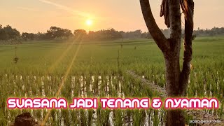 SUARA KODOK SAWAH DI SORE HARI