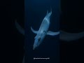 Older than dinosaurs. Venomous spine on its back 👻🦴 #ghostshark #deepsea #AI