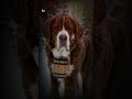 Growing Up! The Majesty of a Young Saint Bernard ❄️🏔️"
