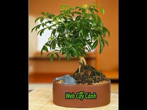 Video Cây Ngũ Gia Bì cách chăm sóc và ý nghĩa phong thủy - youtube