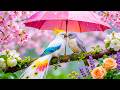 99% Relax Instantly with Rain and Birdsong🌿🌧️ Calm Your Mind, Heal Your Soul and Melt Stress Away