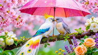 99% Relax Instantly with Rain and Birdsong🌿🌧️ Calm Your Mind, Heal Your Soul and Melt Stress Away