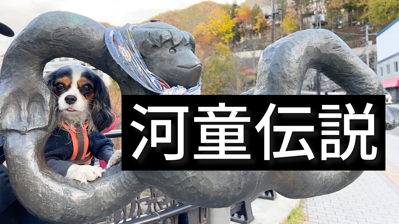 カッパを訪ねて定山渓(6歳キャバリア)