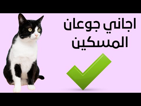 فيديو: الوشق الصحراوي Caracal: وصف وصورة السلالة والصيانة والرعاية في المنزل ، حيث لشراء قطة السهوب