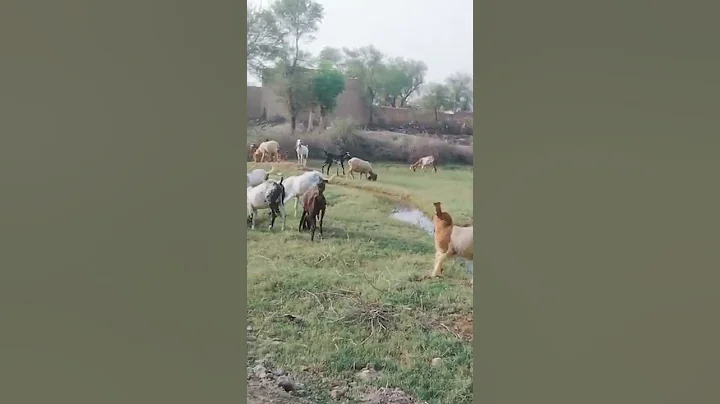 goats 🐐 grazing in Pakistan