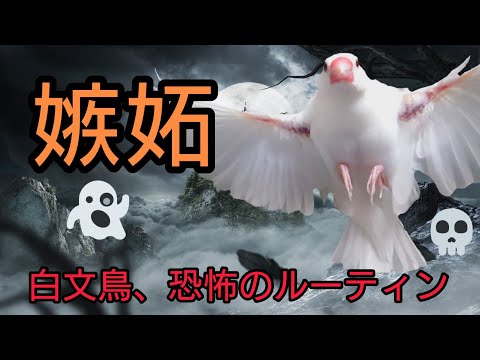 嫉妬に狂った白文鳥の行動が恐ろしすぎた