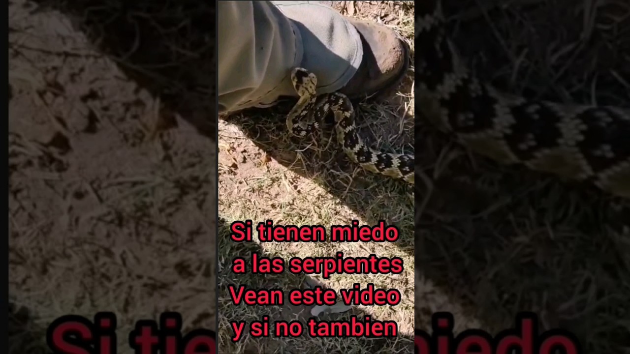 vibora cascabel crotalus molossus