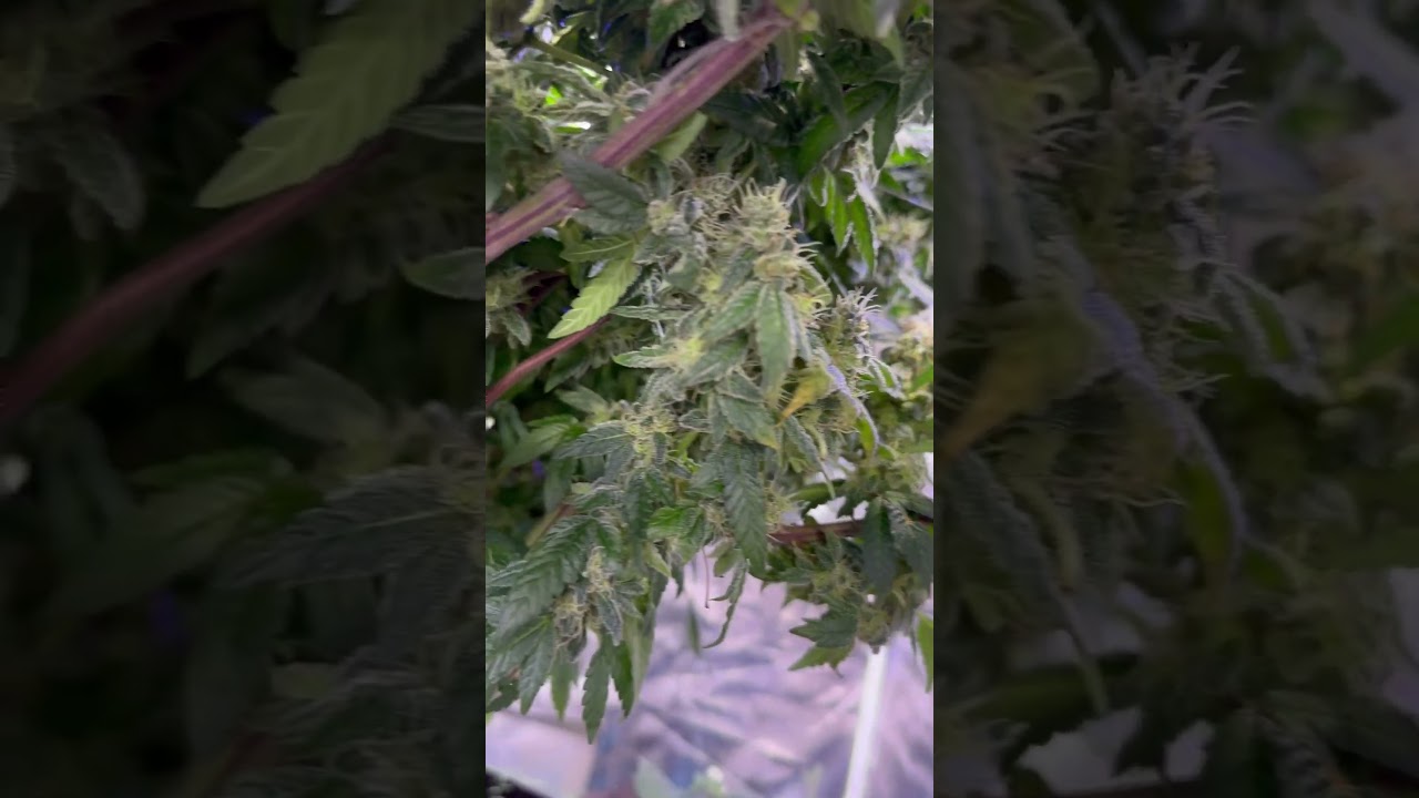 Gelato by OG Kush from Seedman seeds week six