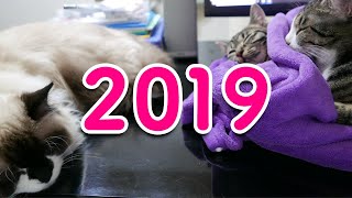 ねことまひるの2019年上半期 総集編 by ねことまひる 55,729 views 4 years ago 15 minutes