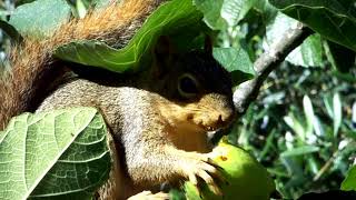 Squirrels love figs.