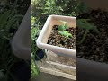 Рассада. Огурцы распикировала.