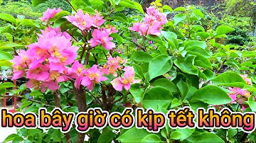 tại sao cây hoa giấy ép nước lại ra ngọn không ra hoa .ra được hoa nhưng không phát triển được