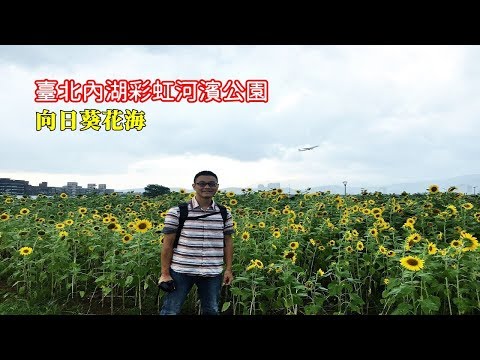 [臺北花季景點] 帶你坐公車到內湖彩虹河濱公園，一整片的向日葵和飛機等你來拍照打卡