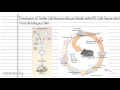 Yamanaka Factors and Stem Cells: The Future of Medicine