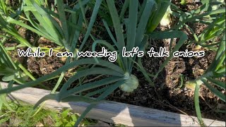 4 tips and tricks for growing onions