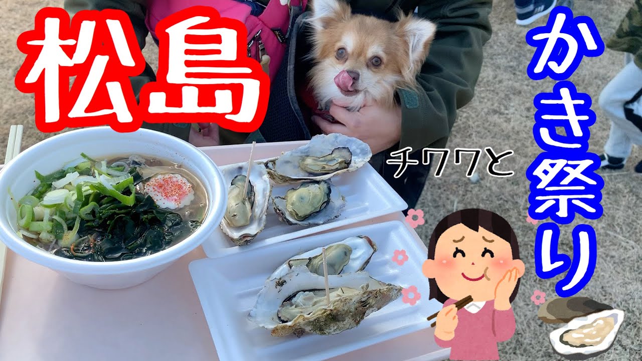 犬旅 チワワのむぎと松島かき祭りに行くoyster Festival Youtube